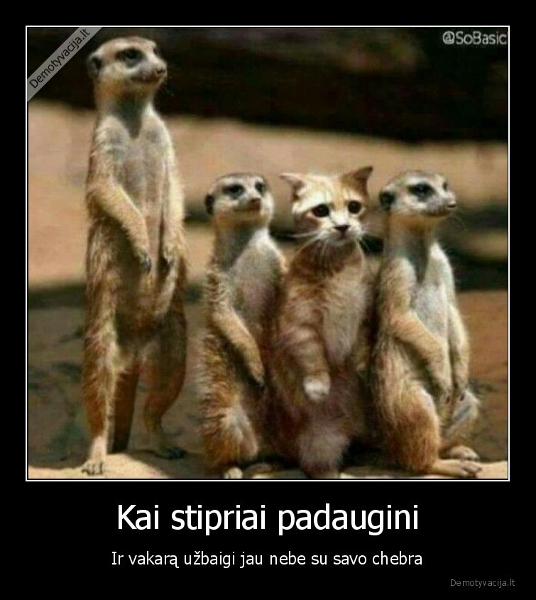 alkoholis,chebra,draugai,vakaras