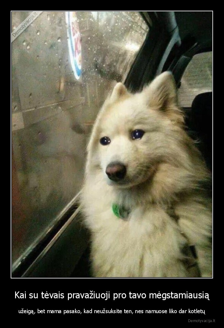 kotletai,nekenciu,suo,maistas