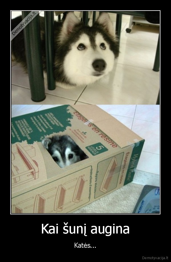 elgiasi, kaip, kate,mielas, suo