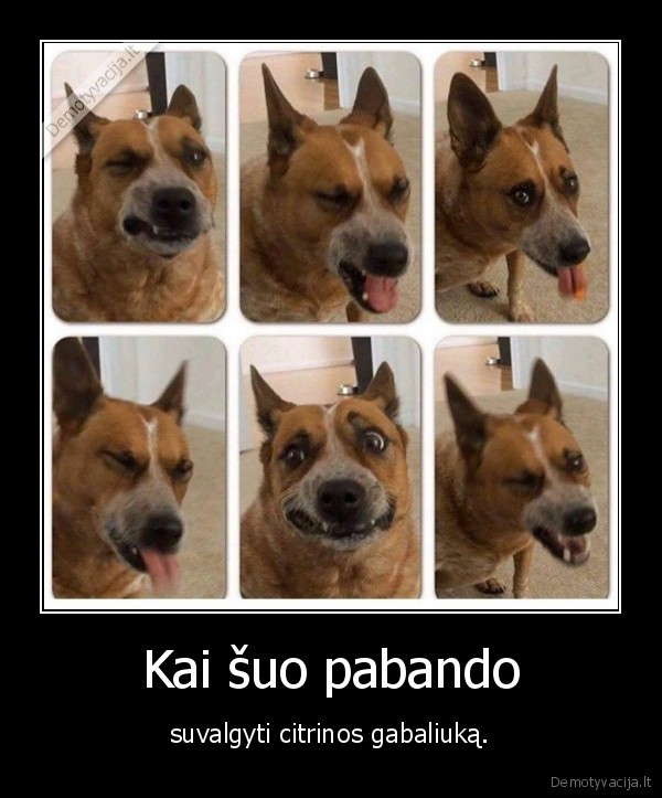 suo,citrina,juokinga, israiska