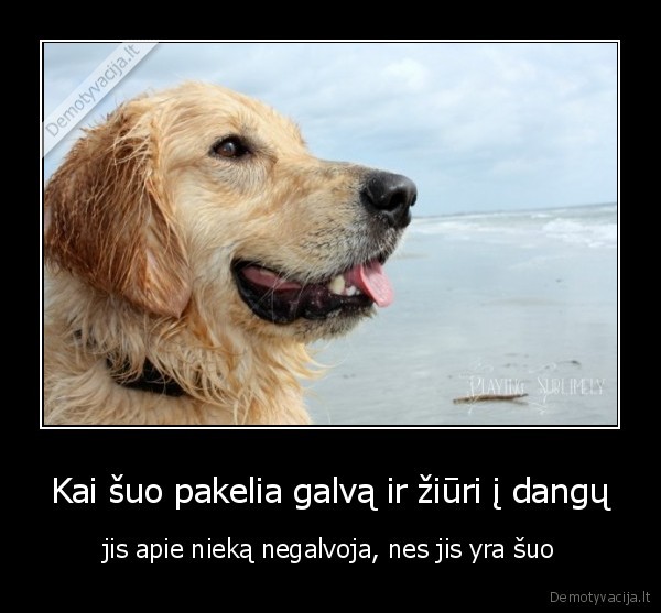 Kai šuo pakelia galvą ir žiūri į dangų