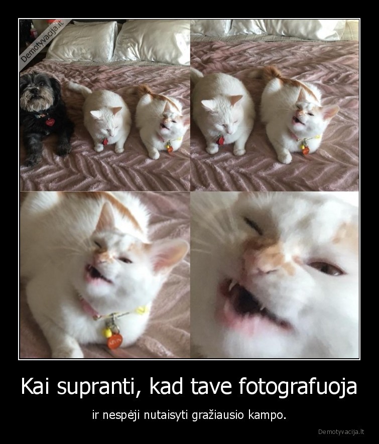 kate,katinas,nuotrauka