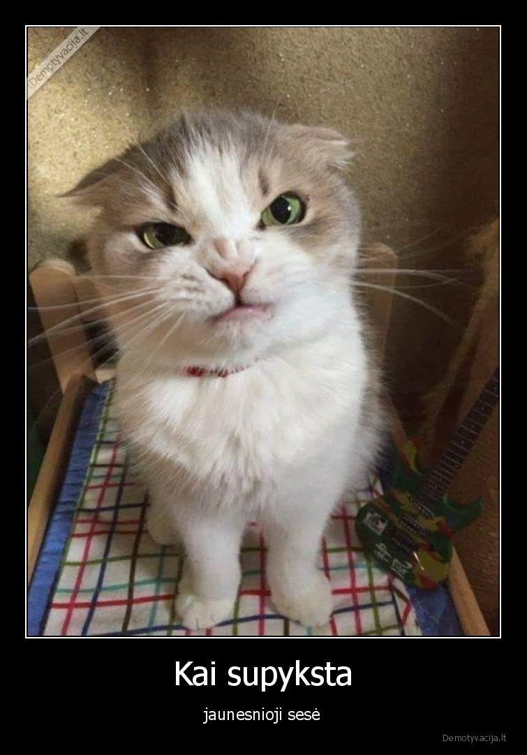 sese,pyksta,katinelis,supyko,kaciukas