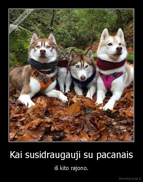 kitas, rajonas,haskiai,katinas,mielas, katinas,mieli, sunys