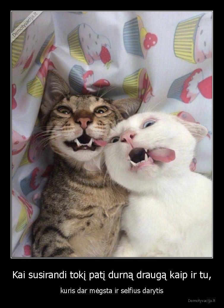 selfiai,asmenukes,durnas, draugas,katinai