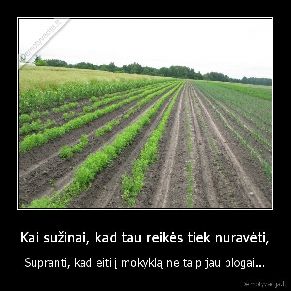 vasara,darzai,ravejimas