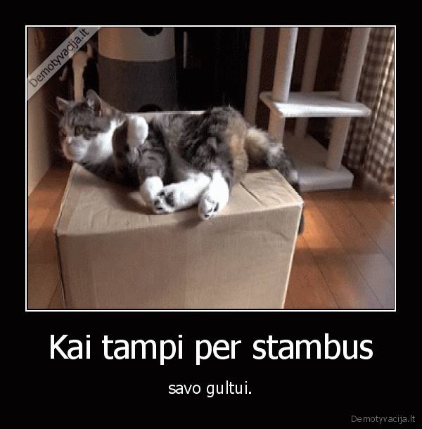 stambus,deze,gultas,kate,katinas,mielas, katinas