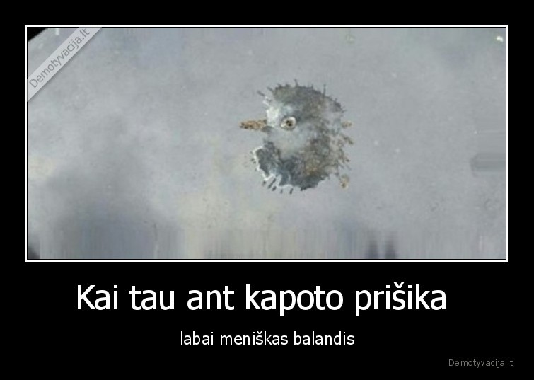 balandis,menininkas,prisiko