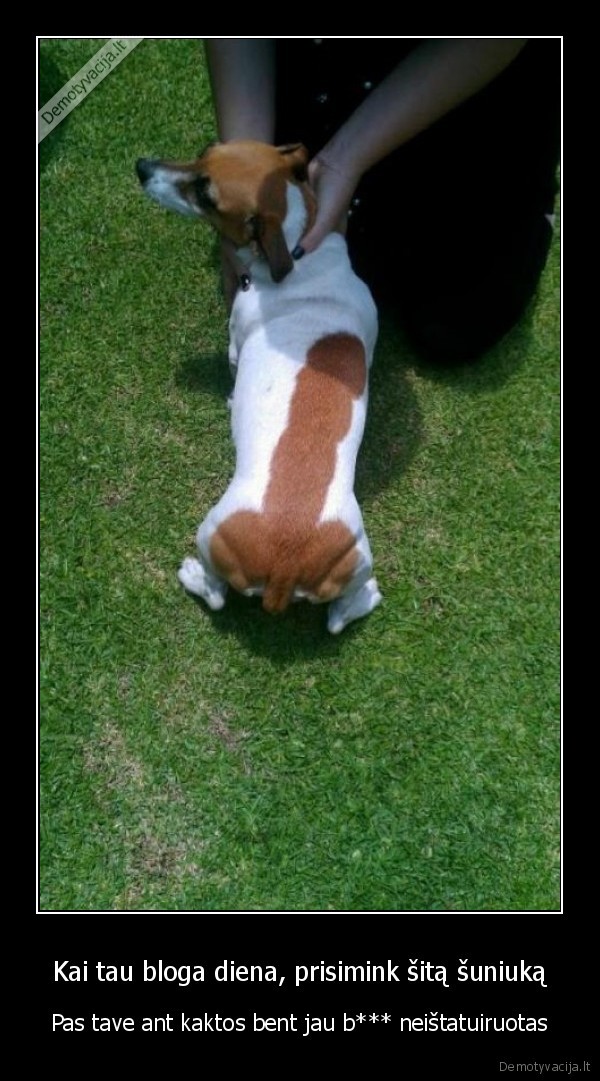 juokingas, suniukas,bibis, ant, nugaros,vargsas, suniukas