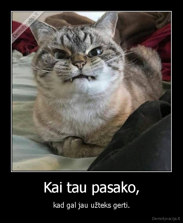 kate,katinas,gerimas