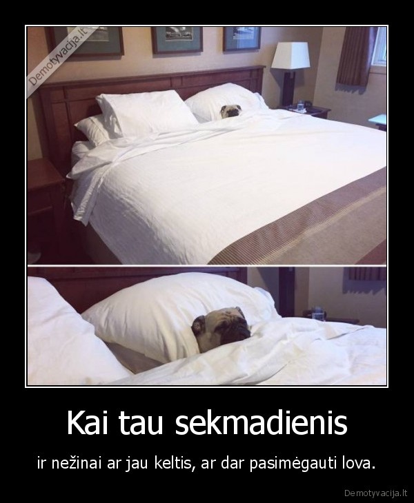 sekmadienis,suo,lova