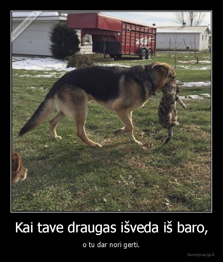 draugas,baras,alkoholis,suo,kate,katinas