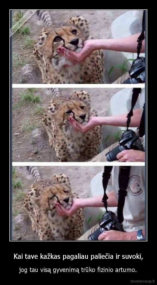 laukine, kate,fizinis, artumas