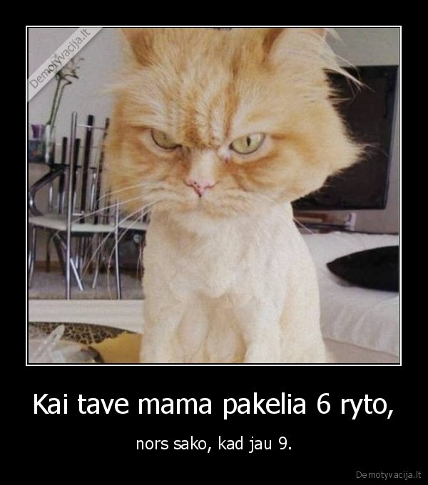 piktas, katinas,laikas, keltis