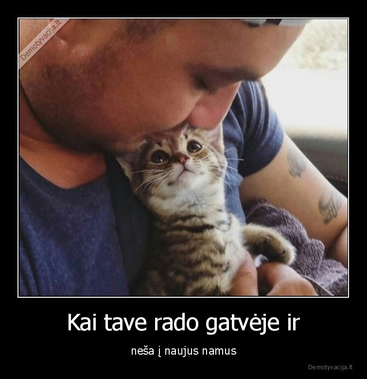 katinas,namai,nesa,zvilgsnis