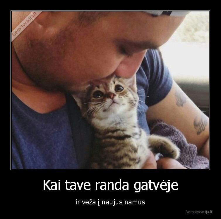 katinas,benamis,namai