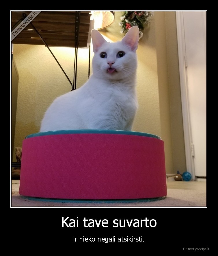 kate,katinas,liezuvis