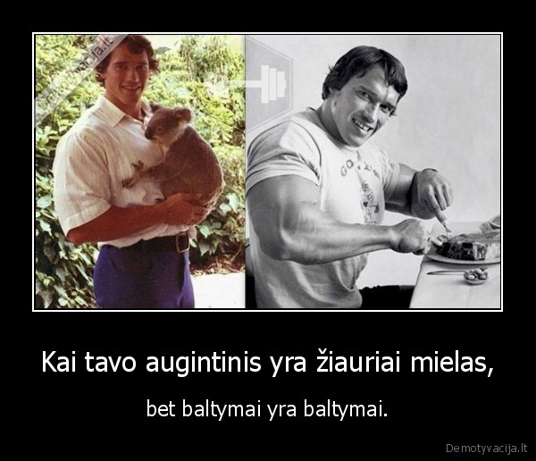 augintinis,mesa,svarcnegeris