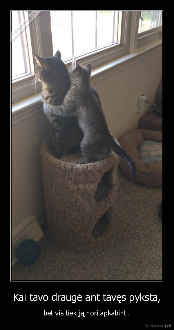 drauge,pyktis,kate,katinas