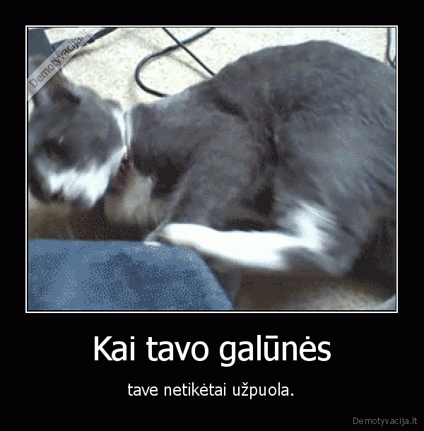 kate,katinas,koja,galune,uzpuola