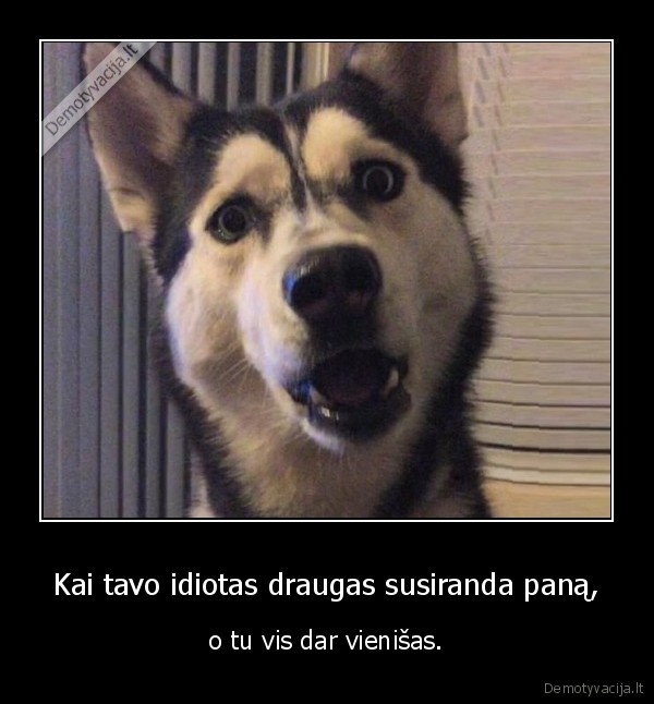 idiotas, draugas,nauja, pana,mielas, suo