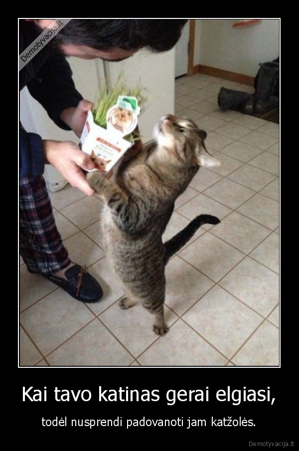 katinas,kate,katzole