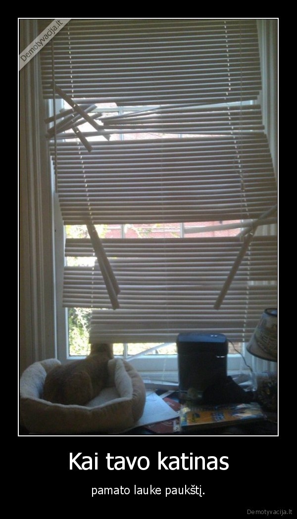 kate,katinas,laukas,paukstis