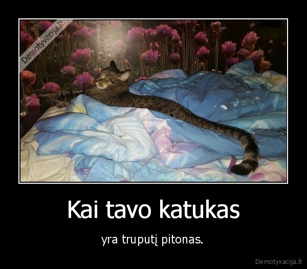 kate,katinas,pitonas,gyvate