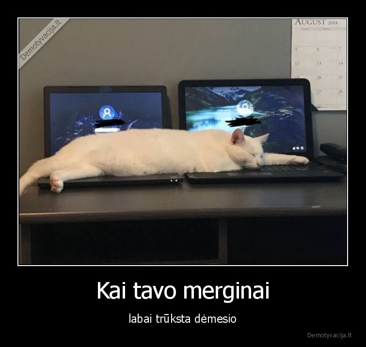 mergina,katinas,kompiuteriai,demesys