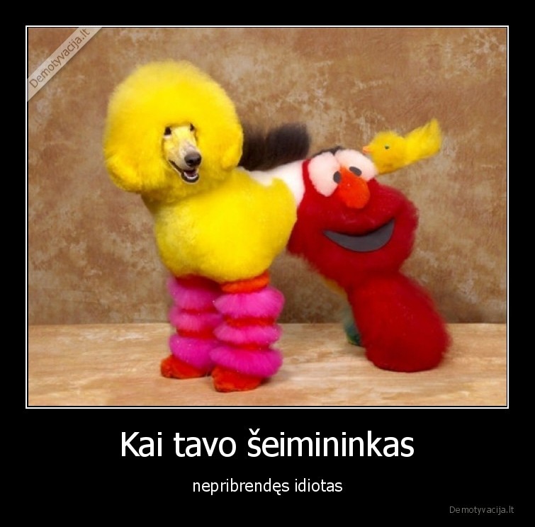 pudelis,suo,seimininkas,vaikyste