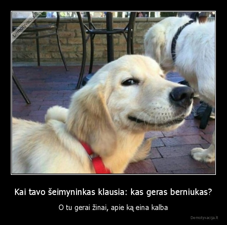 suniukas,kas, geras,berniukas,seimyninkas,suo