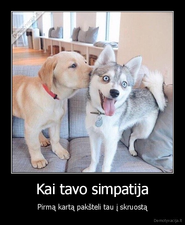 pirmas, bucinys,suniukai