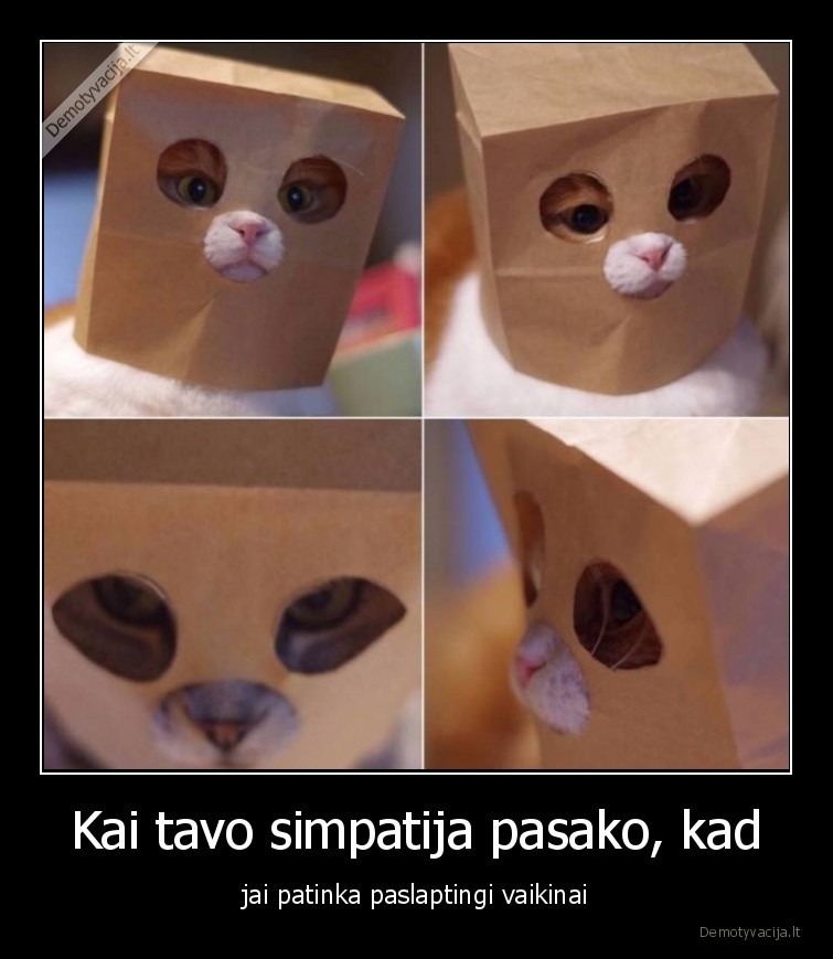 simpatija,paslaptingas,katinas