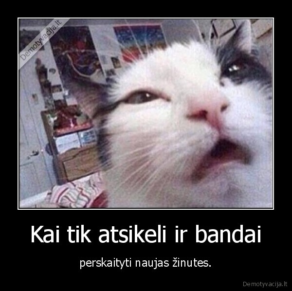 apsimiegojusi, kate,miegantis, katinas,naujos, zinutes,miegas