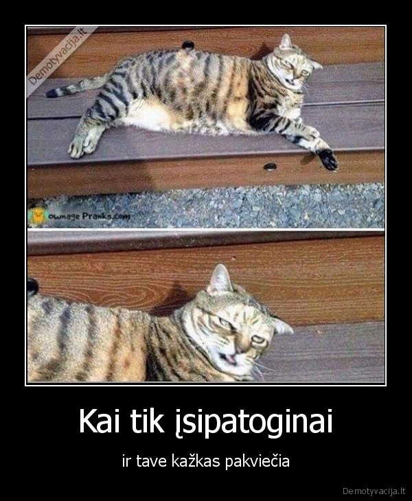 kate,katinas,patogumas