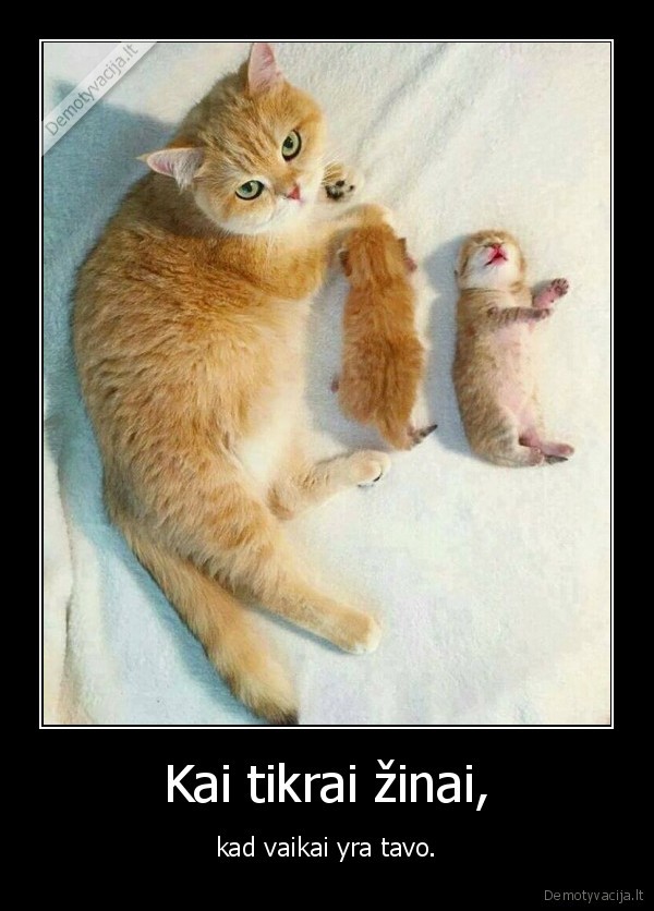 kate,katinas,kaciukas,vaikai