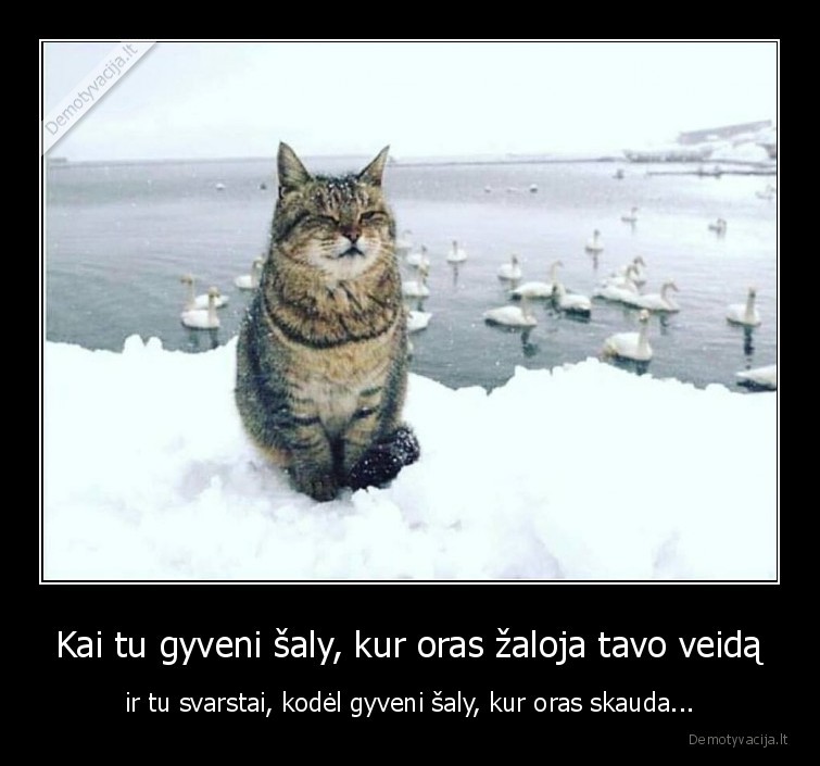 katiniukas,apmastymai