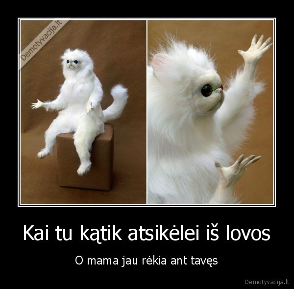 katinas,nesuprantu,barasi