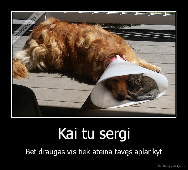 geriausi, draugai,katinas, ir, suo