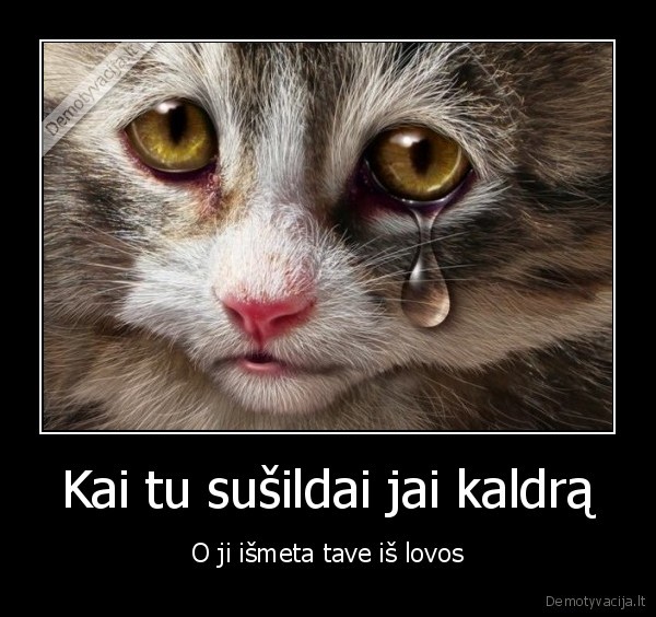 katino, likimas,verkia, katinas