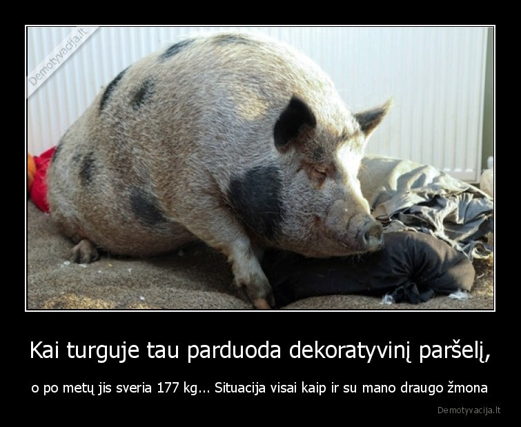 parselis,zmona,auga,kilogramai