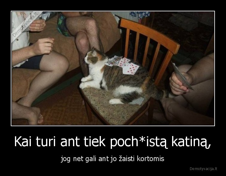 katinai,kates,gyvunai,augintiniai,kortos