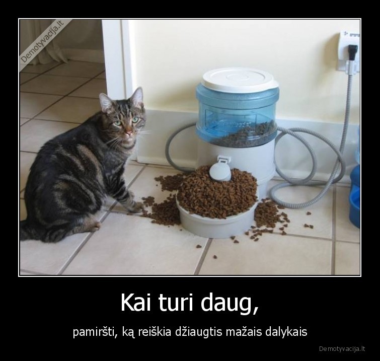 katinas,daug,maisto