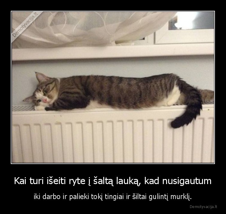 kate,katinas,radiatorius,darbas,siluma