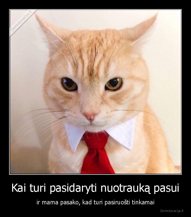 pasas,katinas,nuotrauka