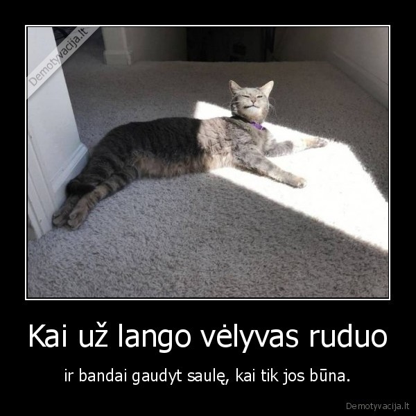 ruduo,kate,katinas,saule