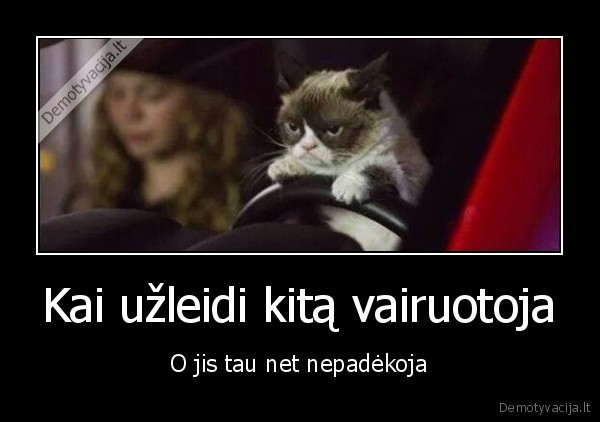 grumpy, cat,piktas, katinas,padeka