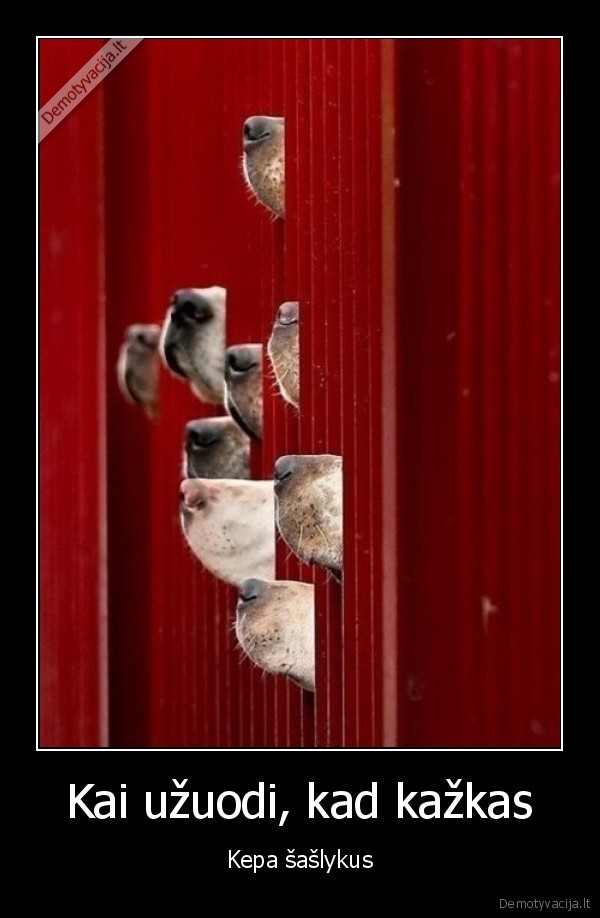 saslykai,sunu, nosys,skanus, kvapas