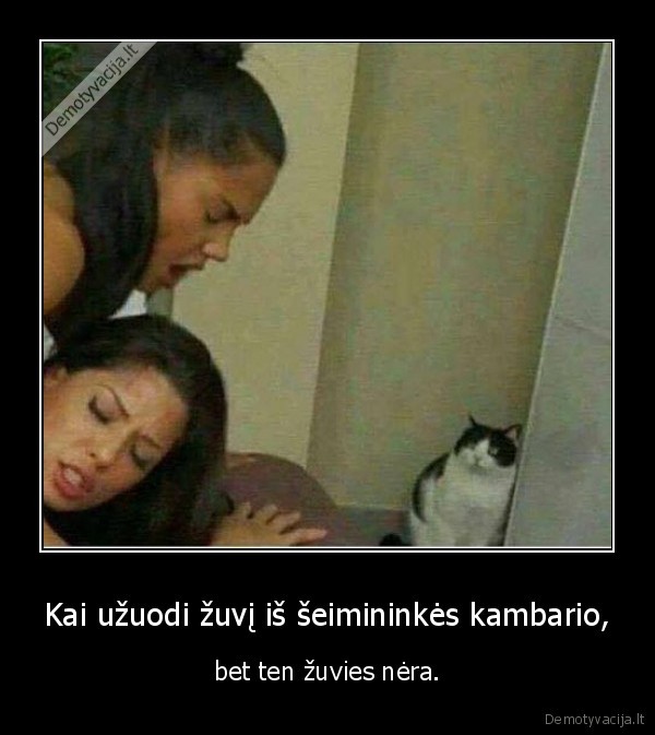 zuvis,seimininke,katinas,seksas