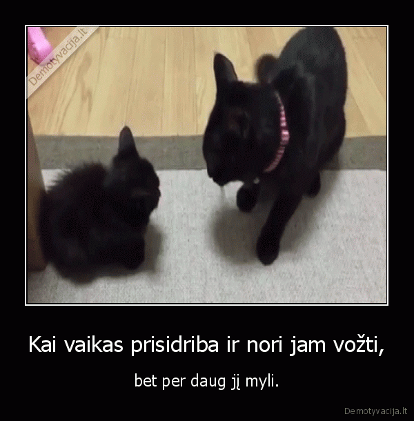 kate,katinas,kaciukas,vaikas,meile,musimas